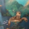 Underwater mural turtle close