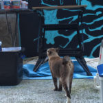 cat mural temple painting