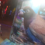 christopher thomas live bird painting